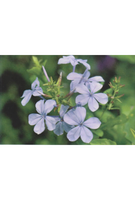 Cards - Photo Print (set of 8 cards)