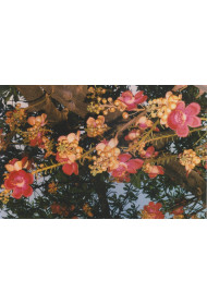 Cards - Photo Print (set of 8 cards)