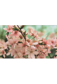 Cards - Photo Print (set of 8 cards)