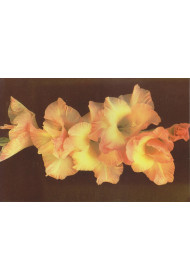 Cards - Photo Print (set of 8 cards)