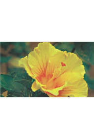 Cards - Photo Print (set of 8 cards)