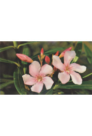 Cards - Photo Print (set of 8 cards)