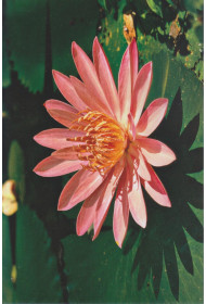 Cards - Photo Print (set of 8 cards)