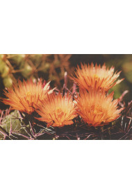 Cards - Photo Print (set of 8 cards)
